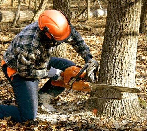 Tree Removal in Monterey, CA